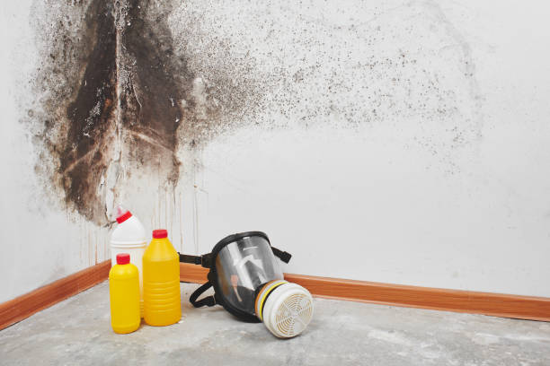 Best Home Mold Removal  in Corona, CA