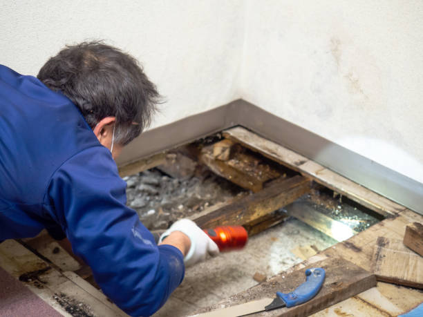 Best Water Damage Restoration  in Corona, CA