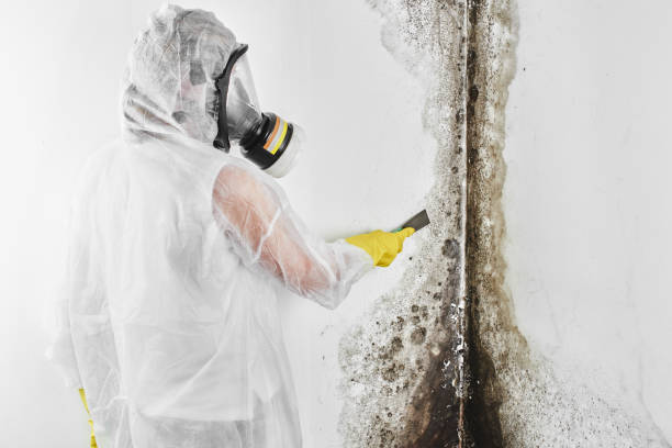 Best Local Mold Removal Service  in Corona, CA