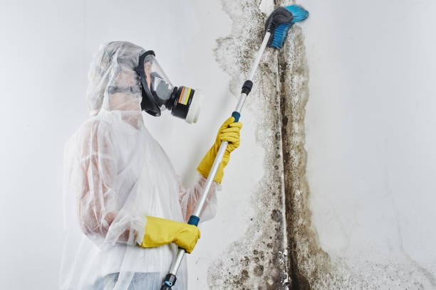 Best Mold Removal Process  in Corona, CA
