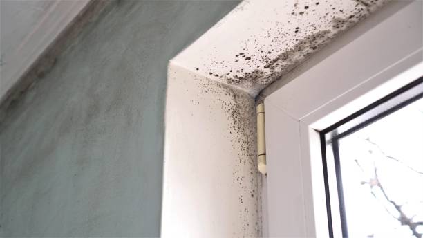 Best Affordable Mold Removal  in Corona, CA