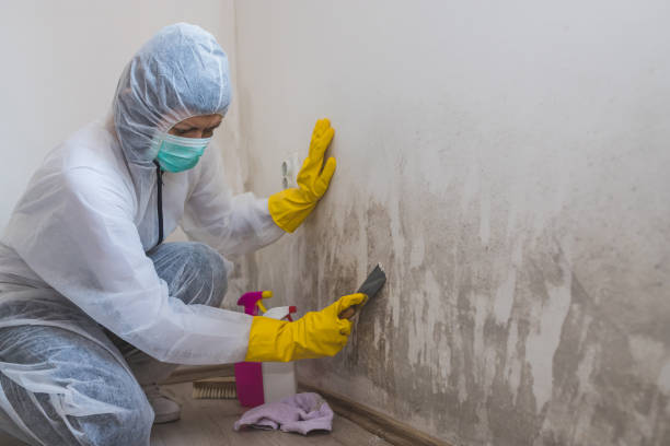 Best Emergency Mold Removal  in Corona, CA