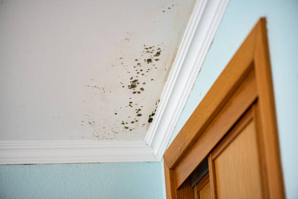 Home Mold Removal in Corona, CA