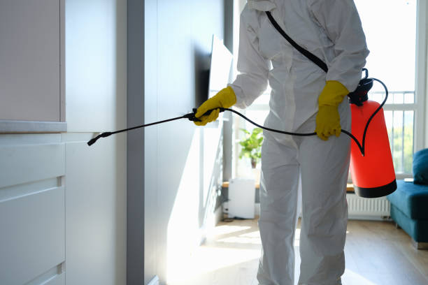 Best Black Mold Removal  in Corona, CA