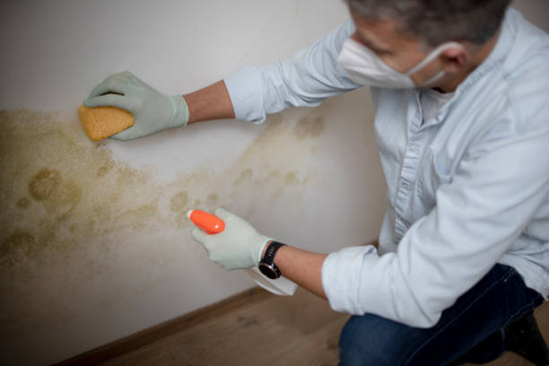 Best Emergency Mold Removal  in Corona, CA