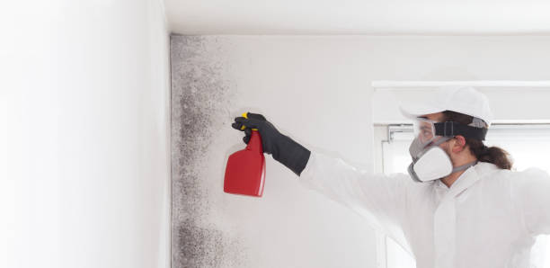 Best Mold Damage Repair  in Corona, CA