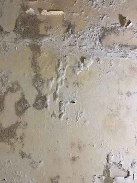 Best Professional Mold Removal  in Corona, CA