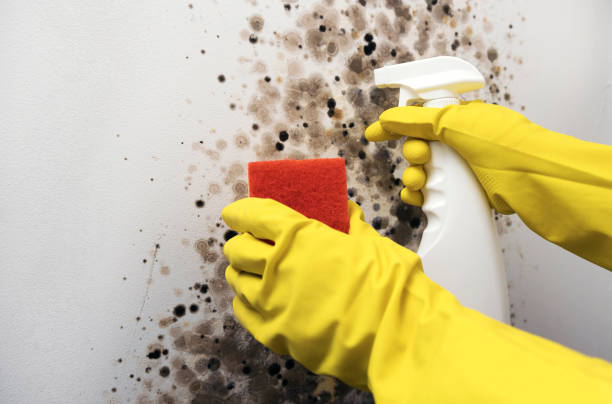 Best Mold Removal Company Near Me  in Corona, CA
