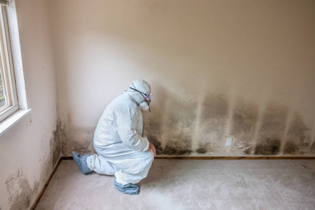  Corona, CA Mold Removal Pros