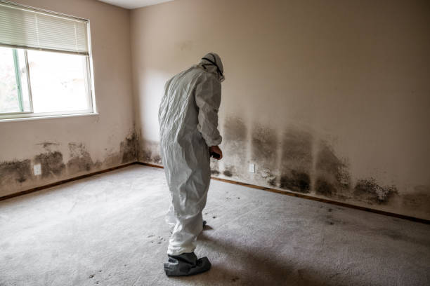 Best Mold Cleaning Services  in Corona, CA