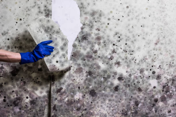 Best Best Mold Removal Companies  in Corona, CA